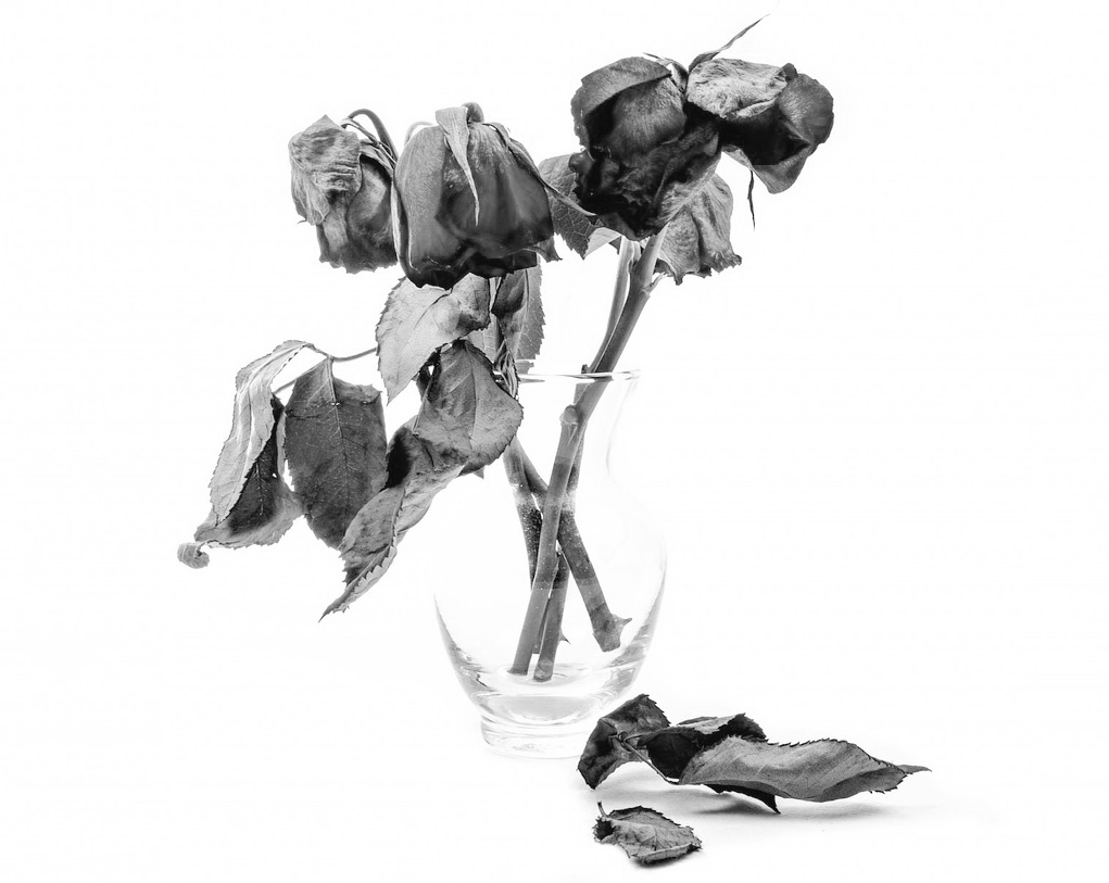 contributing to harm dead flowers roses eric ludy joshua harris